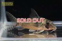 コリドラス ｓｐ. フォルテッシモII n-2 新着種！！【２０１９年採集】【ベネズエラ】
