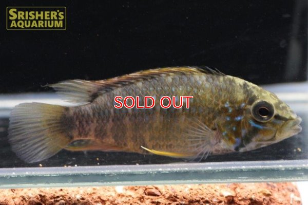 画像10: アピストグラマ ｓp.  "スルビ" （メス）n-2【２０１8年採集】【イサナ川最上流産】