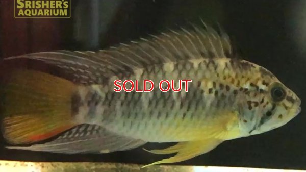 画像6: アピストグラマ ｓp.  sc-66（ペア）n-1【２０１９年採集】【コロンビア】