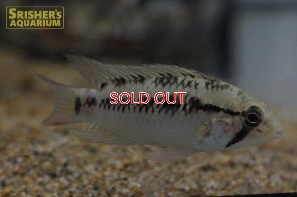 画像3: アピストグラマ ｓp.  sc-66（ペア）n-3【２０１９年採集】【コロンビア】