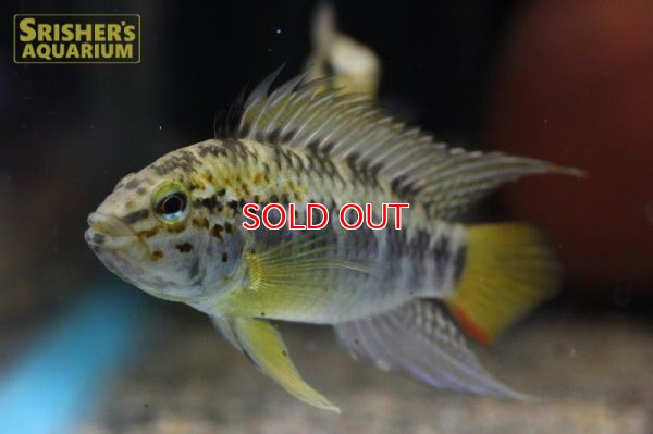 画像4: アピストグラマ ｓp.  sc-66（ペア）n-1【２０１９年採集】【コロンビア】