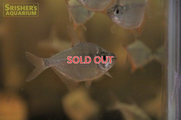 画像5: ツクピタバーミリオンテトラ（ベネズエラ）【２０１９年採集】【ベネズエラ】