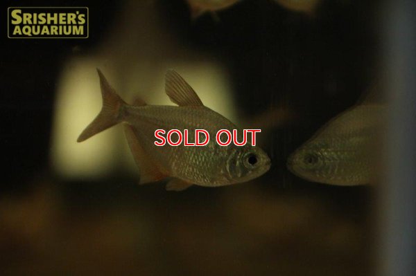 画像3: ツクピタバーミリオンテトラ（ベネズエラ）【２０１９年採集】【ベネズエラ】