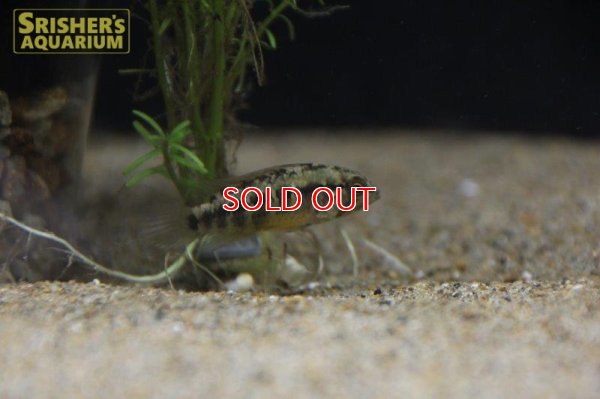 画像14: アピストグラマ ｓp.  sc-26（ペア）n-2【２０１９年採集】【コロンビア】