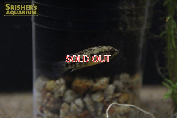 画像15: アピストグラマ ｓp.  sc-26（ペア）n-2【２０１９年採集】【コロンビア】