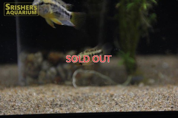 画像12: アピストグラマ ｓp.  sc-26（ペア）n-2【２０１９年採集】【コロンビア】