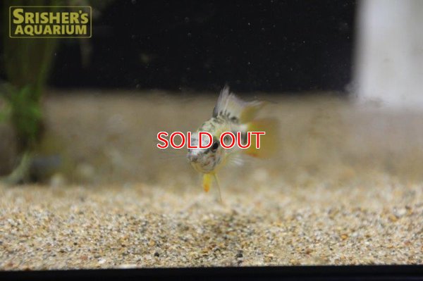 画像6: アピストグラマ ｓp.  sc-26（ペア）n-2【２０１９年採集】【コロンビア】