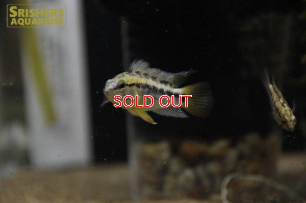 画像4: アピストグラマ ｓp.  sc-26（ペア）n-2【２０１９年採集】【コロンビア】