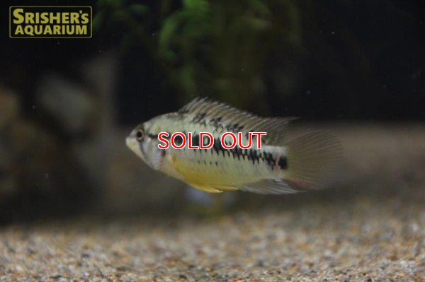 画像3: アピストグラマ ｓp.  sc-26（ペア）n-3【２０１９年採集】【コロンビア】