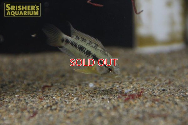 画像4: アピストグラマ ｓp.  sc-26（ペア）n-3【２０１９年採集】【コロンビア】