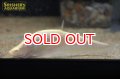 アルビノピュアホワイトナイフフィッシュ