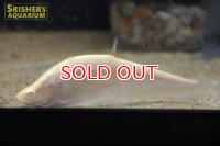 アルビノピュアホワイトナイフフィッシュ