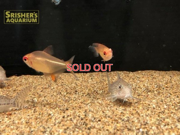 画像7: スーパーレモンテトラ（タパジョス）