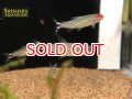 ラミーノーズテトラ WILD
