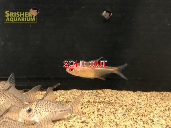 画像8: スーパーレモンテトラ（タパジョス）