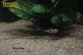 バタフライバルブ (ペア)