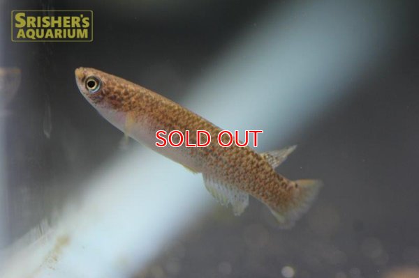 画像3: リブルス ｓｐ. ツクピタ 2019 WILD F1 ブリード（ペア）【ベネズエラ】