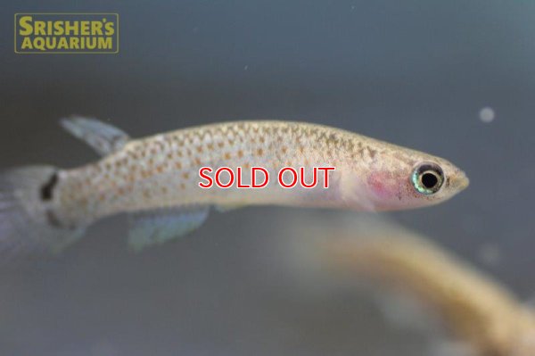 画像4: リブルス ｓｐ. ツクピタ 2019 WILD F1 ブリード（ペア）【ベネズエラ】