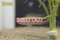 アピストグラマ sp. ミウア ワイルド (ペア)