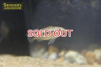 アピストグラマ sp. ミウア ワイルド (メス)