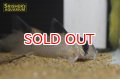 コリドラス スーパーポタロエンシス