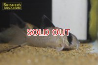 コリドラス スーパーポタロエンシス