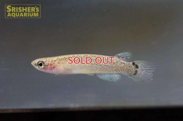 画像7: リブルス ｓｐ. ツクピタ 2019 WILD F1 ブリード（ペア）【ベネズエラ】