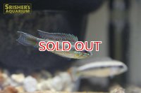 アピストグラマ ロートカイル イサナ ワイルド  (ペア)