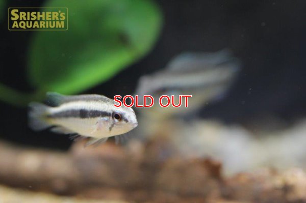 画像9: アピストグラマ ロートカイル イサナ ワイルド  (ペア)