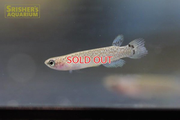 画像6: リブルス ｓｐ. ツクピタ 2019 WILD F1 ブリード（ペア）【ベネズエラ】