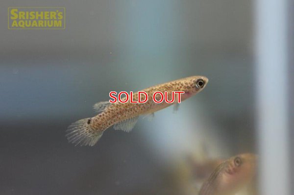 画像5: リブルス ｓｐ. ツクピタ 2019 WILD F1 ブリード（ペア）【ベネズエラ】