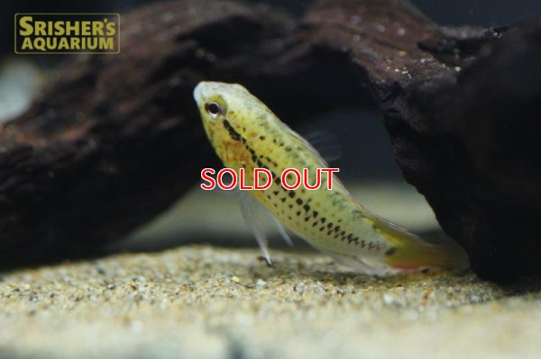 画像9: アピストグラマ グッタータ（ペア）n-1【２０１９年採集】【ベネズエラ】