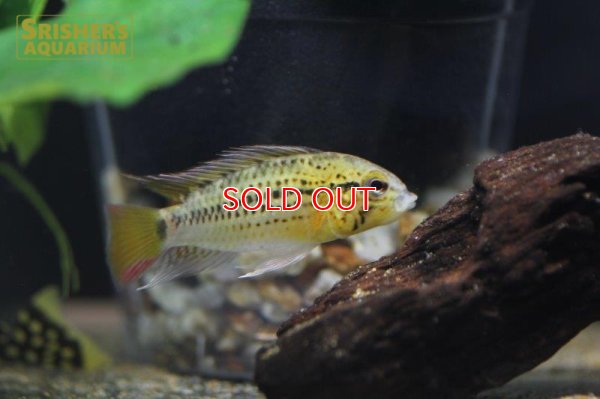 画像3: アピストグラマ グッタータ（ペア）n-1【２０１９年採集】【ベネズエラ】