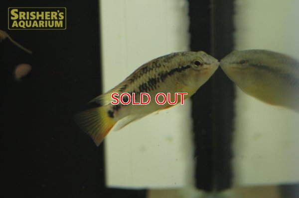 画像5: アピストグラマ ｓp.  sc-54（ペア）n-2【２０１９年採集】【コロンビア】