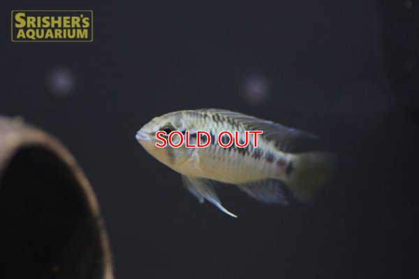 画像4: アピストグラマ sp. "リオカウラ" sv-50(ペア)n-7【2019年採集】【ベネズエラ】