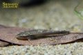 オトシンネグロ (ブリード)