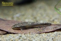 オトシンネグロ (ブリード)