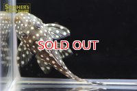 ブラックウィズホワイトカイザープレコ