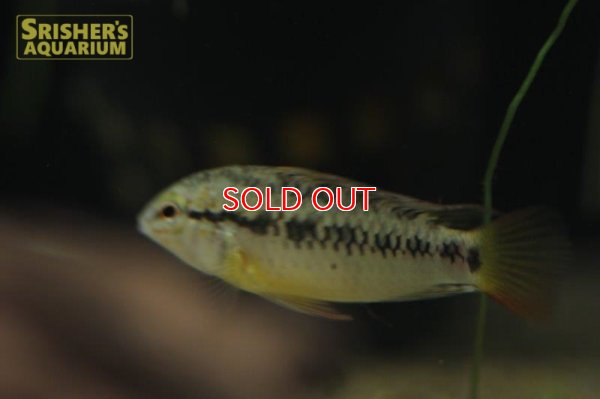 画像6: アピストグラマ ｓp.  sc-54（ペア）n-2【２０１９年採集】【コロンビア】