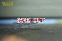 リブルス ｓｐ. ツクピタ 2019 WILD F1 ブリード（ペア）【ベネズエラ】