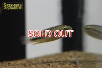 アピストグラマ トリファスキアータ　グァポレ  ワイルド  (ペア)