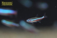 グリーンネオンテトラ　(コロンビア産)３匹セット　