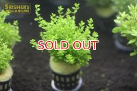 水草 ニューパールグラス （１ＰＯＴ）国産