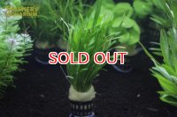 水草 コブラグラス (１ＰＯＴ) (国産)