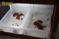 活イトメ（イトミミズ) ※現在店頭販売のみ