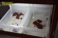 活イトメ（イトミミズ) ※現在店頭販売のみ