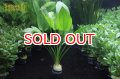 水草 エキノドルス コーディフォリウス(１ＰＯＴ) (国産)