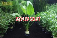 水草 エキノドルス コーディフォリウス(１ＰＯＴ) (国産)