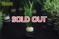 水草 エキノドルス ラティフォリウス ドワーフアマゾン(１ＰＯＴ) (国産)