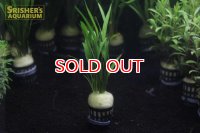 水草 エキノドルス ラティフォリウス ドワーフアマゾン(１ＰＯＴ) (国産)
